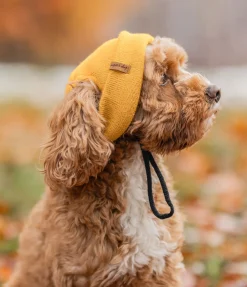 Bonnet pour chien Evin
