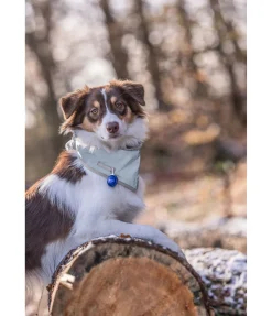 Écharpe réfléchissante pour chien