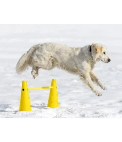 Cônes d'agility