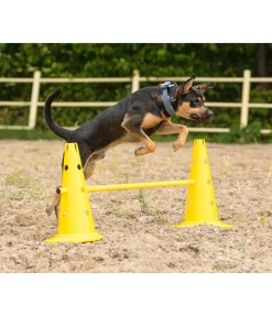 Cônes d'agility
