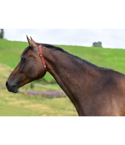 Collier anti-parasites pour cheval