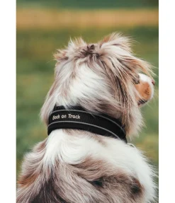 Collier anti-traction pour chien Charlie