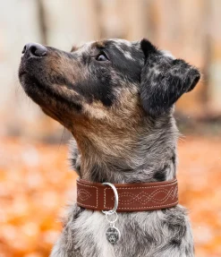 Collier en cuir pour chien Livorno