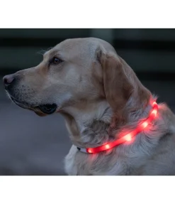 Collier lumineux-LED
