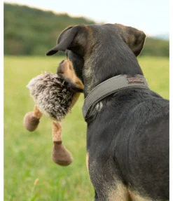 Collier pour chien Becks