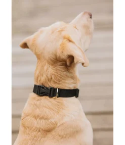 Collier pour chien Champ