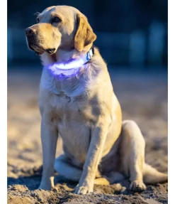 Collier pour chien LED Sugar Dog Loom