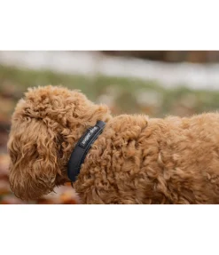 Collier waterproof pour chien Mable