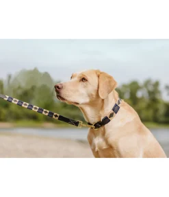 Ensemble collier et laisse en cuir pour chien Polo Sports