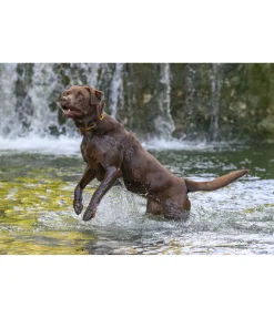 Ensemble collier et laisse en cuir pour chien Polo Sports