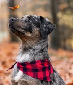 Foulard pour chien Henry