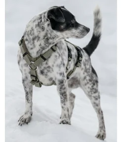 Harnais de sécurité pour chien Irmi