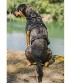 Harnais de sécurité pour chien Irmi