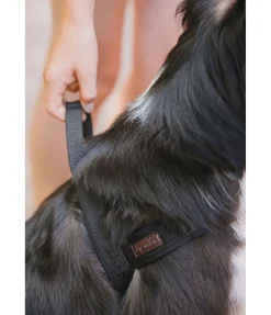 Harnais norvégien Miley