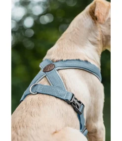 Harnais pour chien Piper