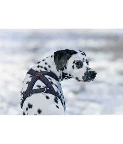 Harnais pour chien Piper