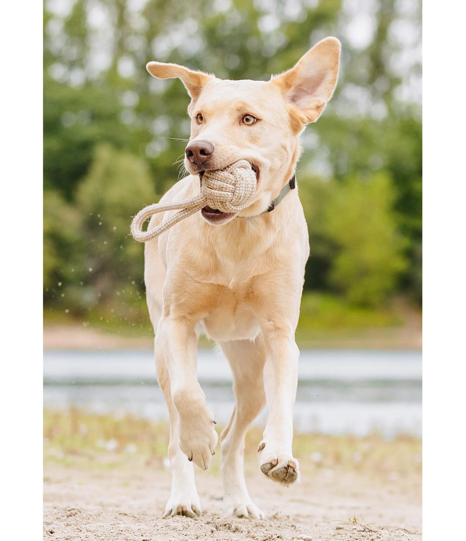 Jouet corde pour chien Jack