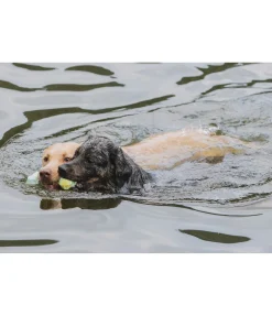 Jouet d'eau pour chien Marble Bone