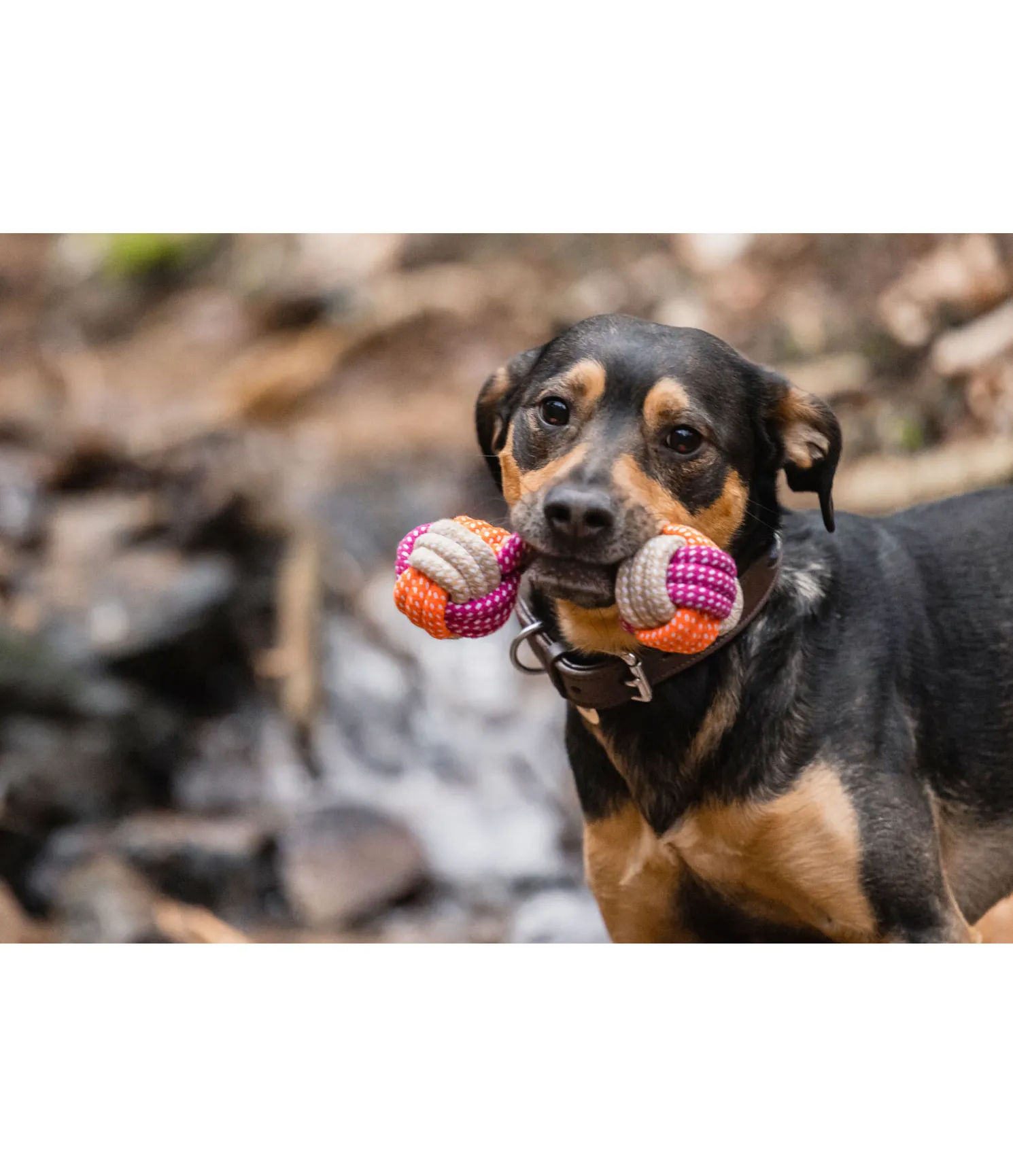 Jouet en corde pour chien Sepp