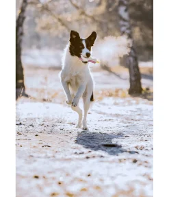 Jouet pour chien avec couineur Unicorn