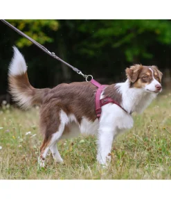 Laisse en cuir cousu rond pour chien Certaldo