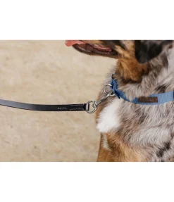 Laisse en cuir pour chien San Gimignano