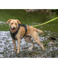 Laisse longue réfléchissante