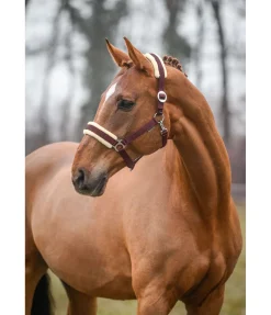 Licol Interchangeable