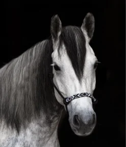 Licol à noeuds Beaded