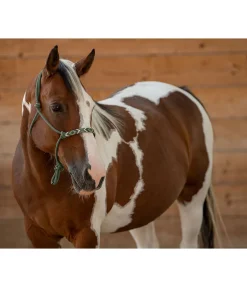 Licol à noeuds Beaded