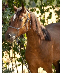 Licol à noeuds Haylie