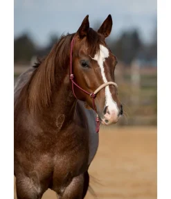 Licol à noeuds Lino