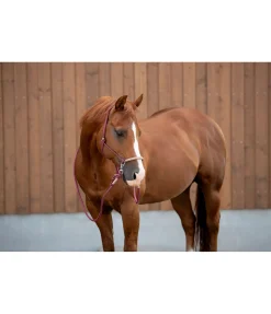 Licol à noeuds Lino