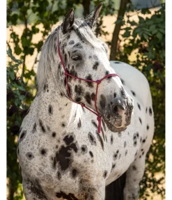 Licol à noeuds Quality