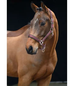 Licol Swiss Design II