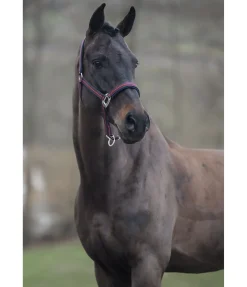 Licol Swiss Design II