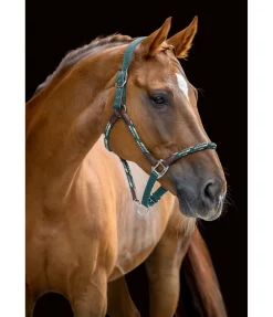 Licol anatomique Sophistication