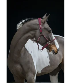 Licol anatomique Sophistication