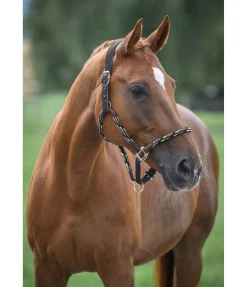 Licol anatomique Sophistication