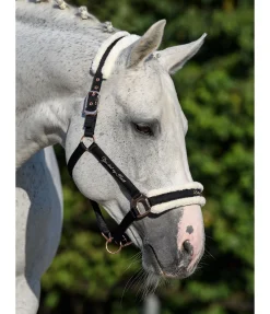 Licol avec polaire Teddy Better Together