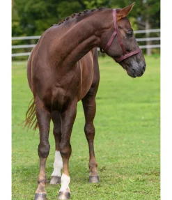 Licol de sécurité Safety