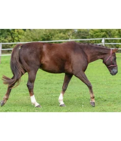 Licol de sécurité Safety