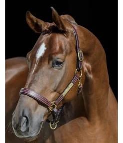 Licol en cuir Graveur