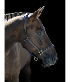 Licol en cuir Stitch