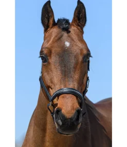 Licol en cuir orné de strass Selina