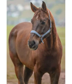 Licol en nylon à prix cassé II