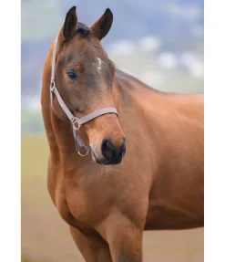 Licol en nylon à prix cassé