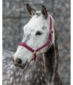 Licol en nylon à prix cassé II