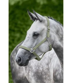 Licol en nylon à prix cassé II