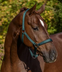 Licol en nylon à prix cassé II